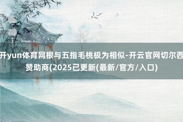 开yun体育网根与五指毛桃极为相似-开云官网切尔西赞助商(2025已更新(最新/官方/入口)